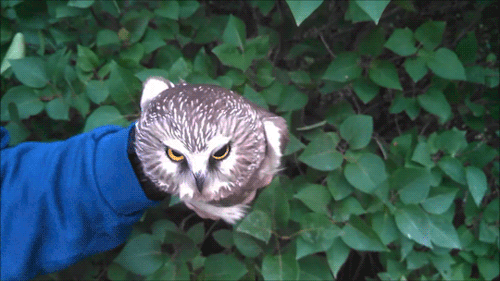 becausebirds:  owl magic porn pictures