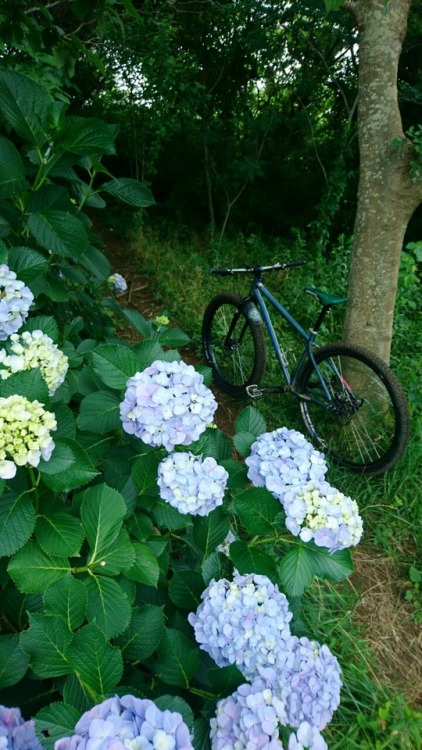 krs955:local trail ride before raining.