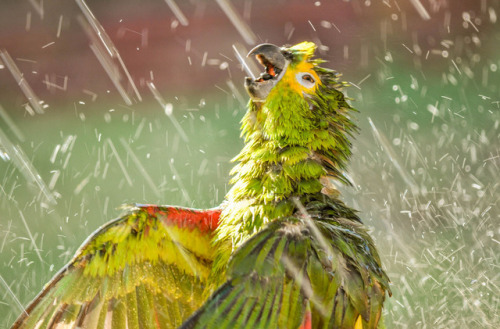 ridiculousbirdfaces:Parrot by Rodolpho GuedinYellow-headed Amazon (Amazona oratrix)