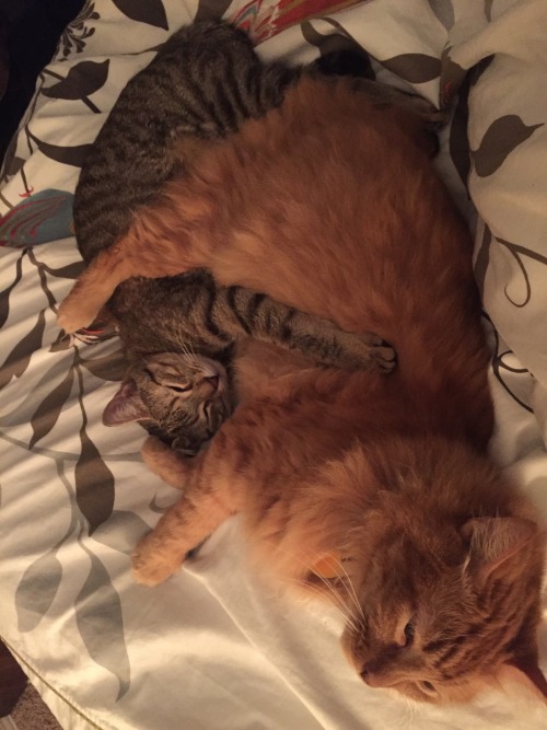 fuckyeahfelines:Oliver and Luna, professional cuddlers(submitted by encantadaa)