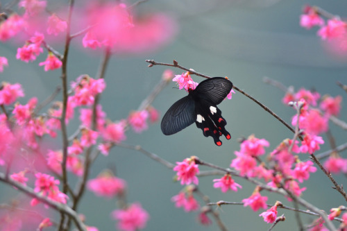 onenicebugperday:Common windmill butterfly, Byasa polyeuctes, Papilionidae (Swallowtails)Found throu