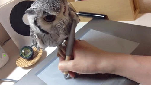 huffpostworld:  This dedicated little owl from the mountains of Tokyo has big dreams.