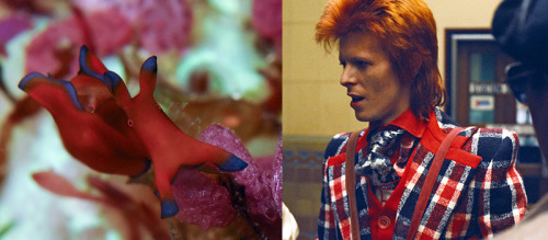 Red &amp; BlueBowie :: Nudi