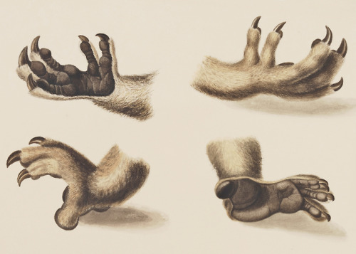 Koala foot. Natural history drawings of marsupials, reptiles and rodents - vol. 4 - James Stuart - c