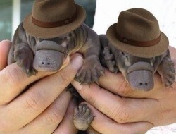 radioactive-camel:  If you don’t like baby platapi in little fedoras then there is something wrong with you