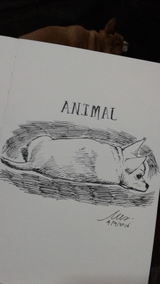warin14:  6th day : Animal Time : about 10 mins Here is my dog, WawaShe is Chihuahua but so fat… too fat I love sketching with my fountain pen so much ////