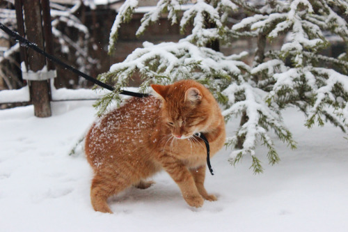crafts-chicks-and-cats:Acke’s first snow