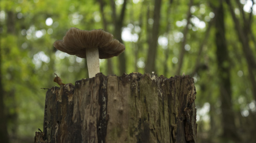 Mushroom on a Tree Stump by Danimatie