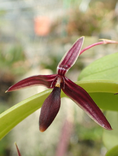 Porn photo orchid-a-day:  Bulbophyllum microrhombosSyn.: