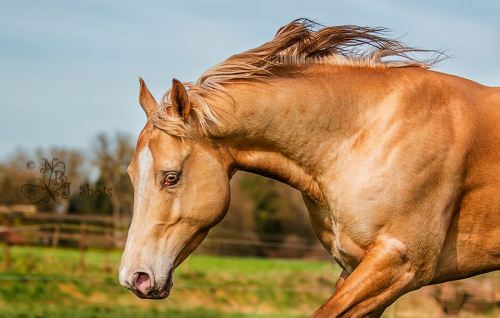 DC Cool Goodys ChampCool Looking TC x Belles Good LookingQuarter Horse, Stallion14.3hhBorn 2010