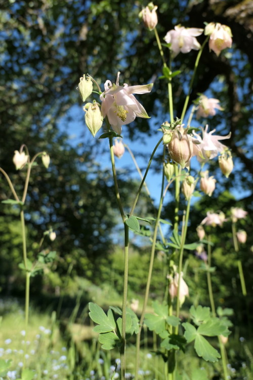 Aquilegia vulgaris — European columbine