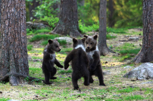 awesome-picz: Teacher Stumbles Upon Baby Bears ‘Dancing’ In Finland Forest, Thinks He&rs