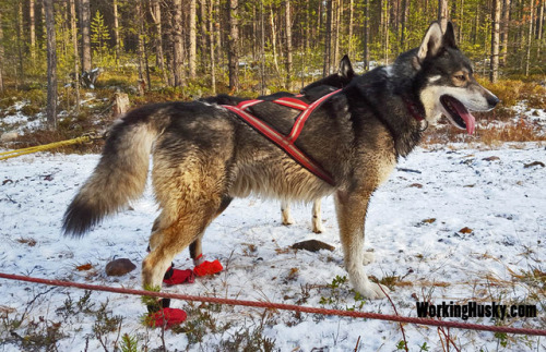 finahundar:Siberian Huskies from working lines