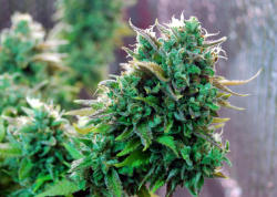 cannabisculturez:  Discover how to grow your