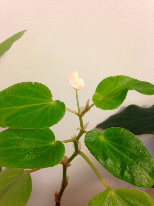 1.23.16 - My angel-wing begonia is starting to flower AGAIN! This will be the 4th time since I got h