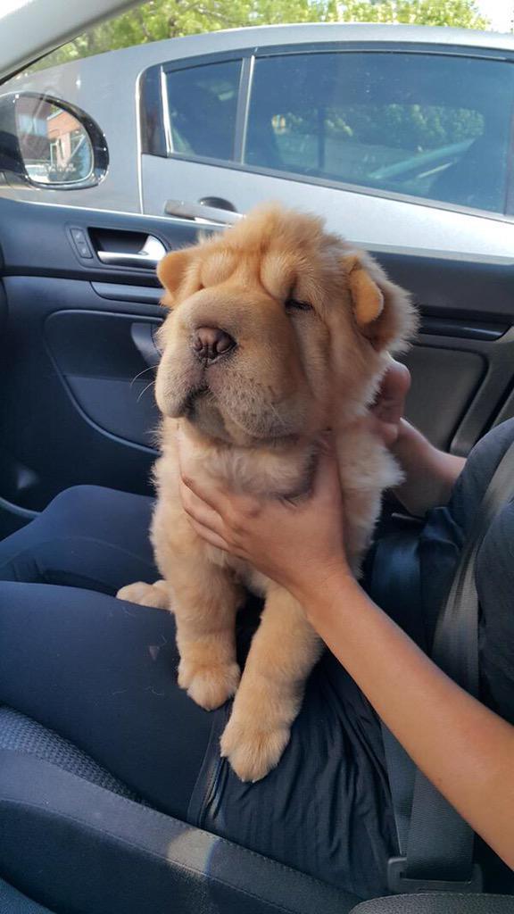 babyanimalvines:  beautiful blog full of baby animals!