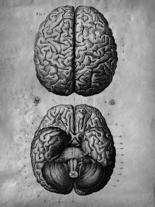 chaosophia218:Albrecht von Haller - Antique anatomical illustration of the human brain, 1776.