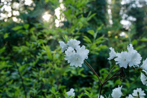 thetwilightgarden: white flowers at dusk by Molly Dean www.mollydean.com/TwilightGarden.html