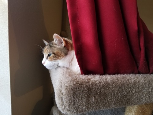 Skitty’s sister, Boo, has been making a nest out of my curtains lol