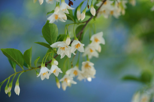 flowerfood: えごのき/Styrax japonica by nobuflickr on Flickr.えごのき/Styrax japonica (snowberry) More plant