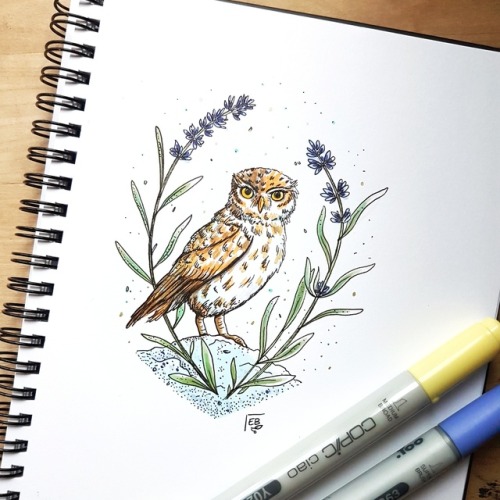 Inktober, day 27 : Owl + Lavender 