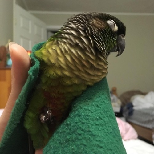 Sleepy Matcha#matcha #matchamanju #conure #greencheekconure #parrot #birdsofinstagram #petsofinsta