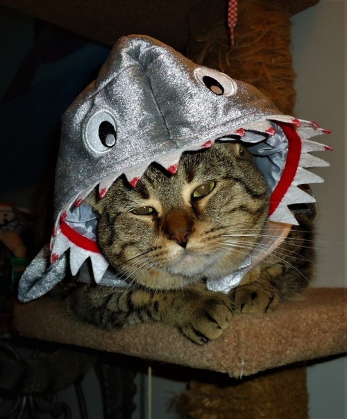 kelcipher:devilsbastion:Otis! Otis as a land shark! Happy Halloween!@mostlycatsmostly