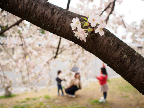 親子　parents and children by “KIUKO” on Flickr.