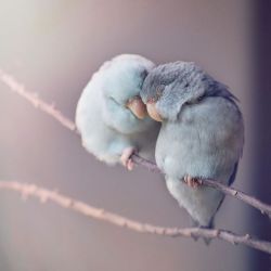 zero-buster: boredpanda: ‘‘I Document A Storybook Love Between My Pastel Parrotlets, And The Result Will Melt Your Heart“  @sly-cool  