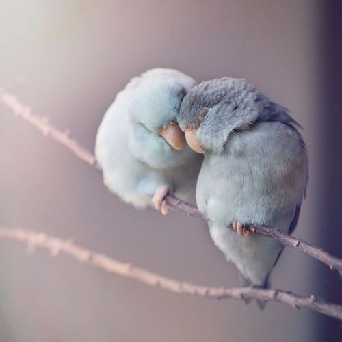 boredpanda:‘‘I Document A Storybook Love Between My Pastel Parrotlets, And The Result Wi