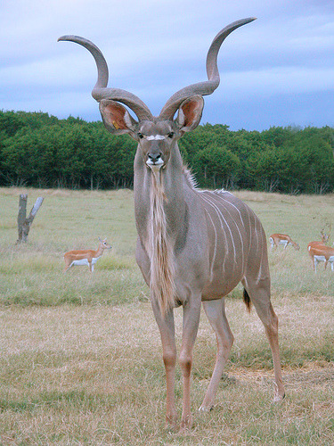 tinybed:fuckyeahungulates:Greater Kudu (Tragelaphus strepsiceros)wizard