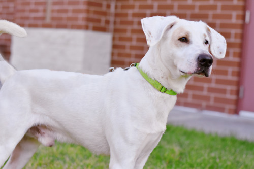 Rex is available for adoption at the Henrico Humane Society! 