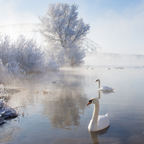 Icy Swan Lake by Edwin van Nuil Photography on Flickr.