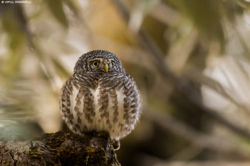 Collared Owlet by Vipul Ramanuj