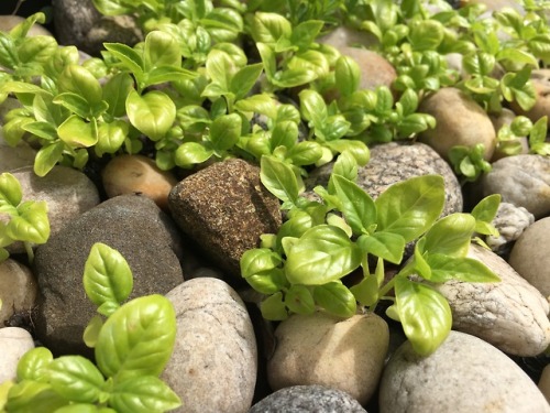 At the start of spring we had basil everywhere. I guess we forgot to remove a basil plant that went 