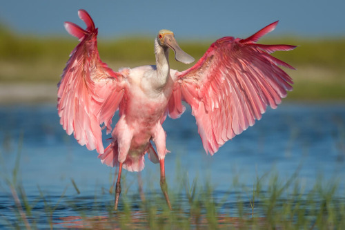 Roseate Spoonbill Appreciation Post