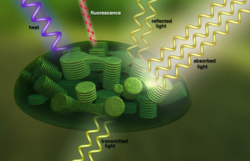 science-junkie:  Seeing Photosynthesis from SpaceNASA scientists have established a new way to use satellites to measure what’s occurring inside plants at a cellular level.Plants grow and thrive through photosynthesis, a process that converts sunlight