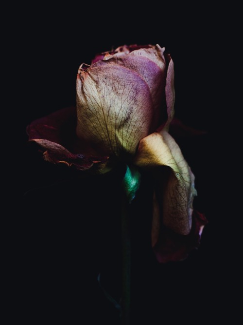 aestheticgoddess:Decaying flowers by Billy Kidd