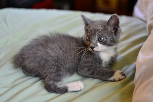 kirrascudderphoto: Eeyore (grey&amp;white) has a bobtail, and his brother, Jasper, (black&am