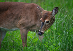 Yes, Deer on Flickr.  Cade&rsquo;s Cove Smoky Mountains