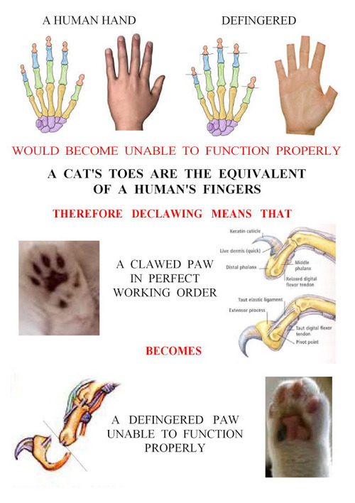 Best Litter For Declawed Cats In 2019 Must Read Review