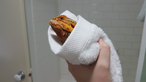 Beardie bath time. 