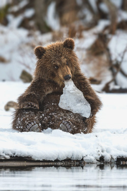 visualechoess:  Bear and frozen solid - by: