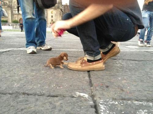 awwww-cute:  Toe to toe. (Source: http://ift.tt/2hw7ZqZ)