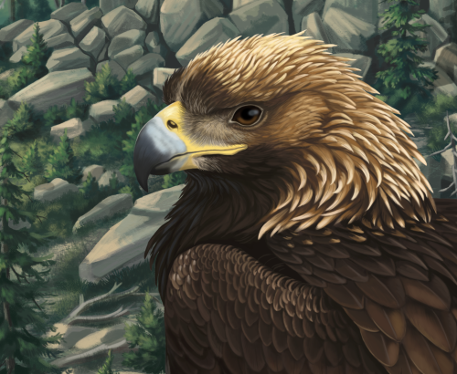 I think I’ve arrived at a tentative finish for the golden eagle illustration, 5+ adjustment layers l