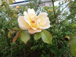 adorabletrees:  rain droplets and peachy rose 