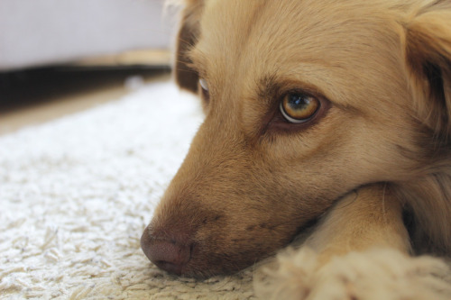 shepherd-tails:  shepherd-tails:  shepherd-tails:  handsomedogs:  Handsomedogs’ Photography Contest IXRound 2  If you’re just joining us and are confused as to what ‘Round 2″ means.. This contest received over 300 entries, and narrowing them