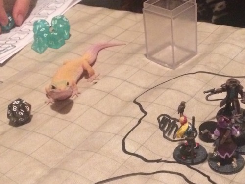 knightsolaireofthesun:knightsolaireofthesun:There was a dragon attack last sessionThis is the gecko 