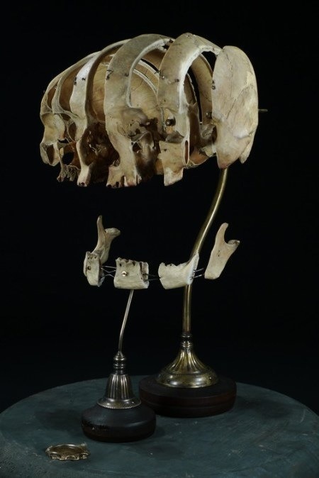 jack089:  Exploded and dissected skulls. Beauchene Skull - Mounted preparation of
