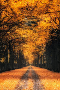 plasmatics-life:  Golden Alley |  by Ronny